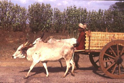 rural transport - bullock cart