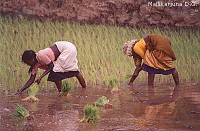 rice paddy workers